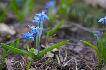 blue flowers of the copse with green leaves grow in a flower bed in a nursery of ornamental plants. The concept of a catalog for an online flower shop