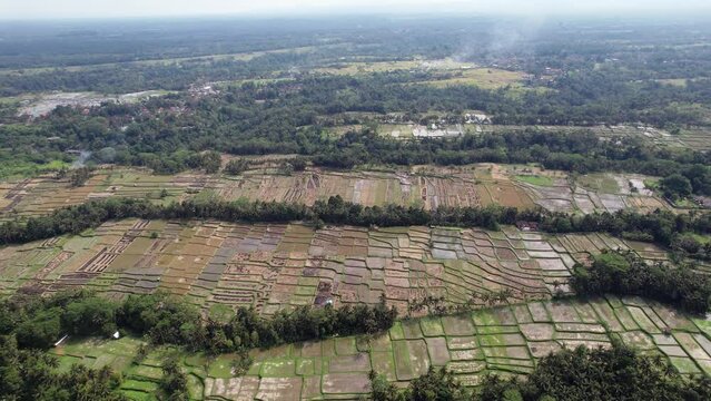 Numerous rice fields at cultivated land crossed with green treed ravines, aerial shot of Bali countryside in north of Ubud town. Harvested plantations looks untidy, some villages visible at distance