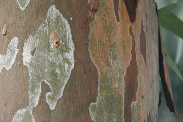 Eucalyptus tree bark texture, Bark of eucalyptus tree, seamless texture, a eucalyptus tree bark...