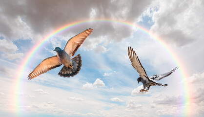 Freedom and peace concept - The woman hands free the pigeon into the sky Amazing rainbow in the background  - obrazy, fototapety, plakaty