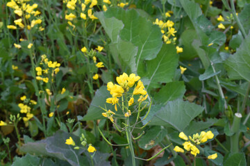 Mustard flower field is full blooming, yellow mustard field landscape industry of agriculture, mustard flowers closeup photo