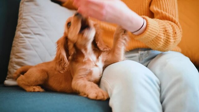 Cute funny playful English Cocker Spaniel puppy playing on the sofa indoors