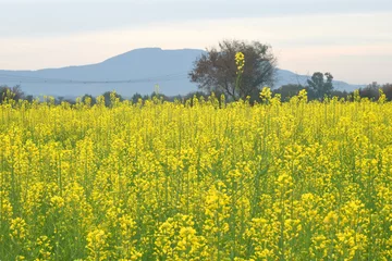 Fotobehang Mustard flower field is full blooming, yellow mustard field landscape industry of agriculture, mustard flowers closeup photo © A Nature's clicks 