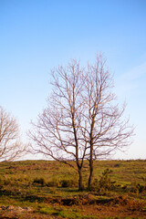 Sky and deciduous tree with blue to white gradient. Nature. Environment. Vertical photo. Tree branches isolated against the sky. 