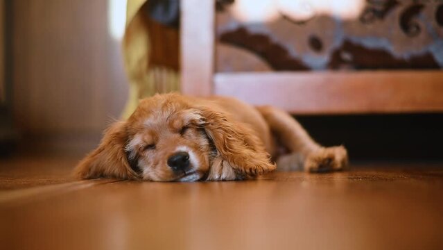Sleeping English Cocker Spaniel puppy lying on the floor indoors, resting purebred dog