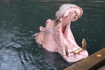 Hippopotamus with opened mouth is waiting a feeding in the water. The portrait of the common...
