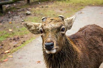A sika deer looking at the camera in a funny way. Close-up portrait of a wild animal in Nara Park, Japan.