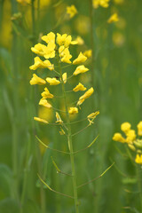Mustard flower field is full blooming, yellow mustard field landscape industry of agriculture, mustard flowers closeup photo