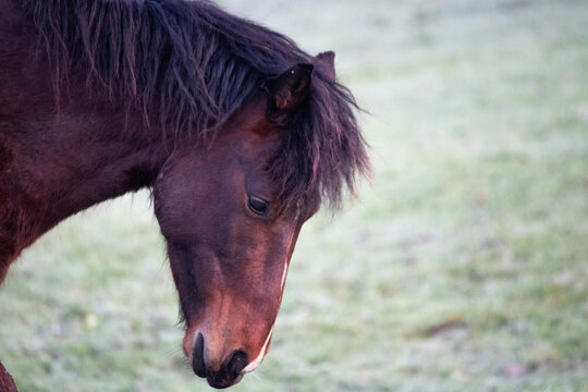 Wild Horse portrait from side profile. Brown wild horse grazing. Rural idea concept. Animal. Horizontal photo. No people, nobody. 