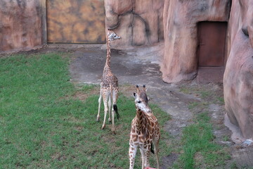 Two giraffe couple walk in the zoo. Giraffes in tropical safari park during summer vacation. The...