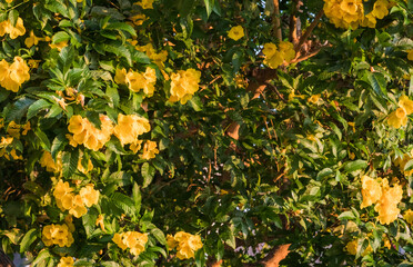 yellow blossoms on a tree in a resort on vacation in egypt detail