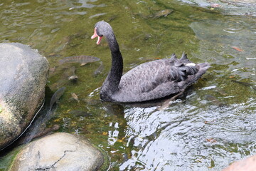A black swan (Cygnus atratus) floating on water. Black swan is a large waterbird which breeds mainly in the southeast and southwest regions of Australia. Bird in natural environment.