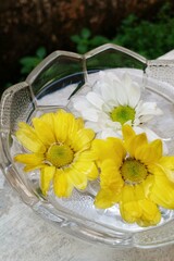 Fresh yellow and white chrysanthemum flowers are placed in a glass bowl filled with water. Chrysanthemum flowers as background. Chrysanthemum family of the Asteraceae.