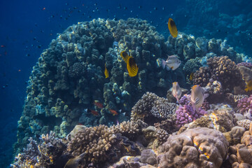 lot of different colorful fishes at the reef in marsa alam