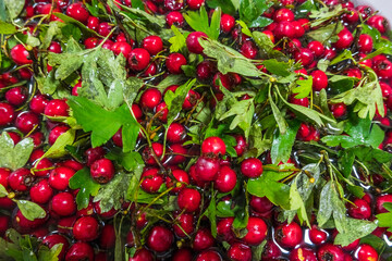 red healthy hawthorn with leaves from a shrub in the winter