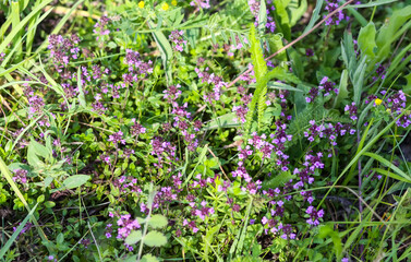 Obraz na płótnie Canvas Thymus serpyllum, Breckland thyme, creeping thyme, or elfin thyme plants in flowering season. Natural herbal ingredients in a wild nature used in homeopathy and culinary.