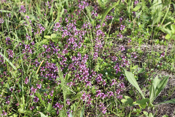 Thymus serpyllum, Breckland thyme, creeping thyme, or elfin thyme plants in flowering season. Natural herbal ingredients in a wild nature used in homeopathy and culinary.