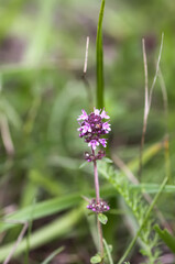 Thymus serpyllum, Breckland thyme, creeping thyme, or elfin thyme plants in flowering season. Natural herbal ingredients in a wild nature used in homeopathy and culinary.