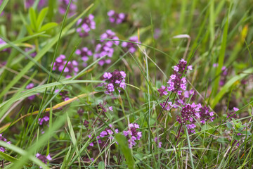 Thymus serpyllum, Breckland thyme, creeping thyme, or elfin thyme plants in flowering season....