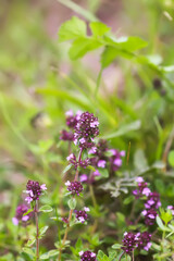 Thymus serpyllum, Breckland thyme, creeping thyme, or elfin thyme plants in flowering season. Natural herbal ingredients in a wild nature used in homeopathy and culinary.