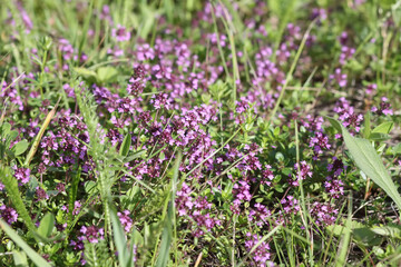 Thymus serpyllum, Breckland thyme, creeping thyme, or elfin thyme plants in flowering season. Natural herbal ingredients in a wild nature used in homeopathy and culinary.