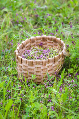 Fototapeta na wymiar Thymus serpyllum, Breckland thyme, creeping thyme, or elfin thyme plants in flowering season in a basket. Natural herbal ingredients in a wild nature used in homeopathy and culinary.