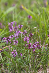 Thymus serpyllum, Breckland thyme, creeping thyme, or elfin thyme plants in flowering season. Natural herbal ingredients in a wild nature used in homeopathy and culinary.