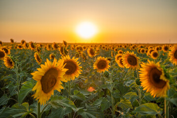 Field sunflowers in the warm light of the setting sun. Summer time. Concept agriculture oil...