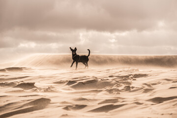 Dog running in a sand desert.