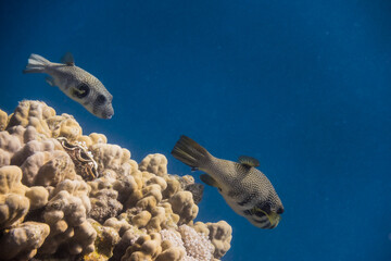 two white spotted pufferfish swimming over yellow corals in blue sea