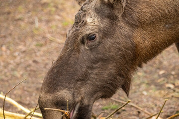 Head of a moose eating in a park.