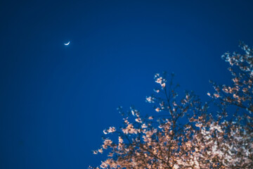 祇園白川 美しい夜桜 - 776892101