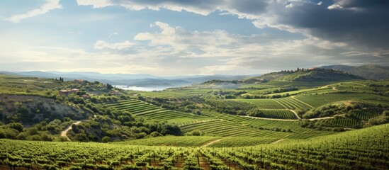 Fototapeta premium A scenic view of a vineyard with rows of grapevines stretching under a beautiful sky in the background