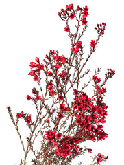 A bouquet of red flowers on a white background