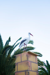 Stork bird on the roof at blue sky with tropical leaves, Newborn and Delivey Babies concept