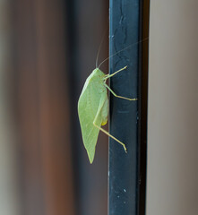Green insect 