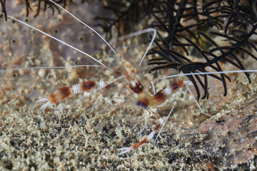 Stenopus hispidus coral banded shrimp and banded cleaner shrimp