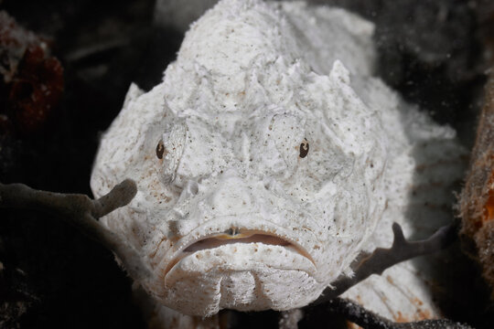 Synanceia stonefish underwater macro portrait