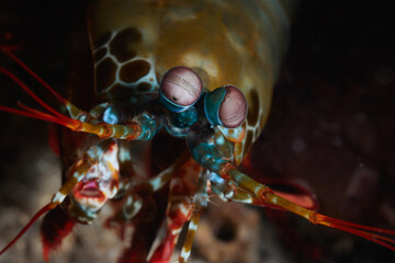 Odontodactylus scyllarus mantis shrimp carnivorous marine crustaceans