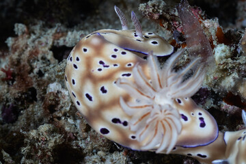 Hypselodoris tryoni sea slug nudibranch macro portrait