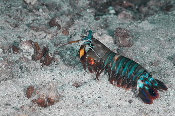 Odontodactylus scyllarus mantis shrimp carnivorous marine crustaceans