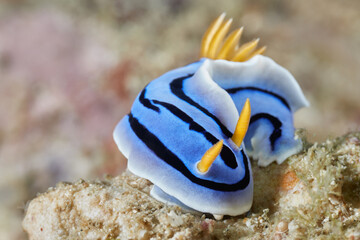 Chromodoris annae Anna's magnificent sea slug nudibranch - obrazy, fototapety, plakaty