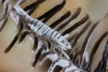 Hippolyte catagrapha Crinoid shrimp feather star shrimp