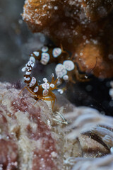 Thor amboinensis squat shrimp macro portrait