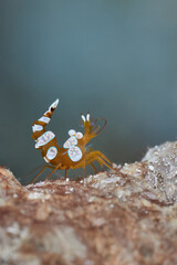 Thor amboinensis squat shrimp macro portrait