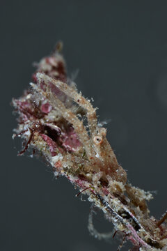Strange small shrimp macro portrait