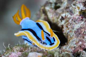 Chromodoris annae  Anna's magnificent sea slug nudibranch