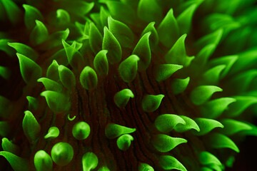 Sea coral fuorescent phenomenon with fluorescent light	
