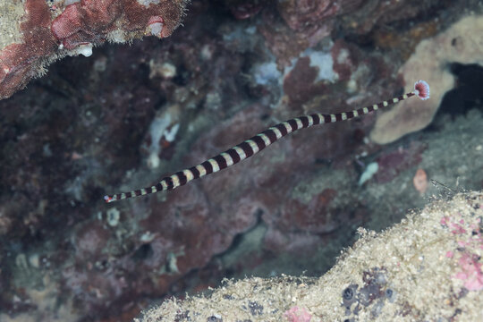 Dunckerocampus Syngnathidae flagtail pipefish