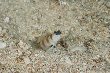 Amblyeleotris steinitzi Steinitz' prawn goby macro portrait